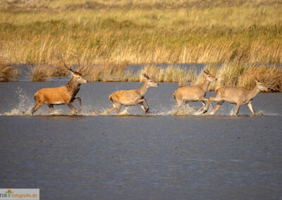 naturfotografie.de - Fischland-Darß-Zingst