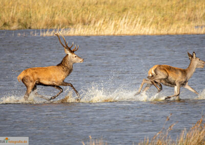naturfotografie.de - Fischland-Darß-Zingst