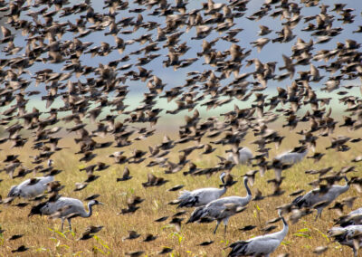 naturfotografie.de - Fischland-Darß-Zingst