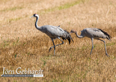 naturfotografie.de - Fischland-Darß-Zingst
