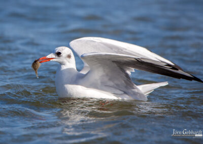 naturfotografie.de - Fischland-Darß-Zingst