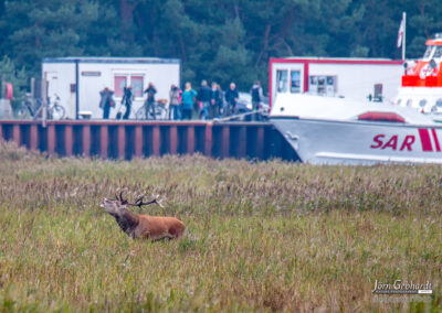 naturfotografie.de - Fischland-Darß-Zingst