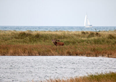naturfotografie.de - Fischland-Darß-Zingst