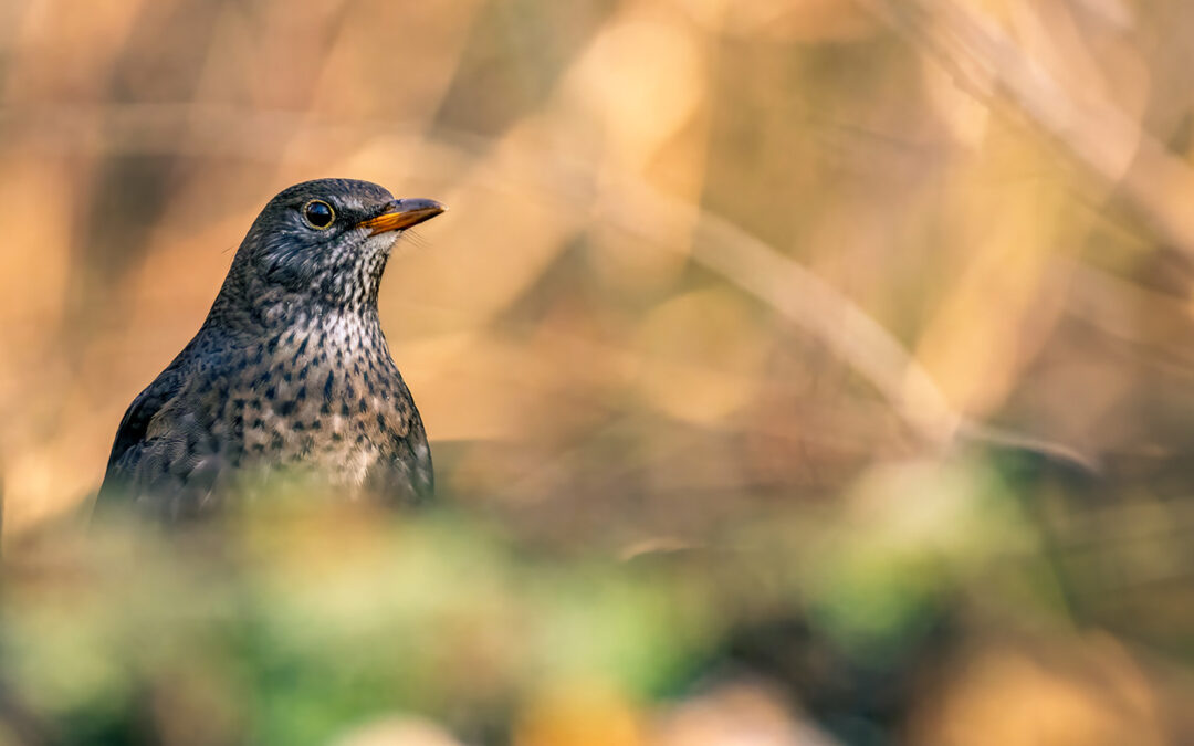 Top 20 heimische Gartenvögel