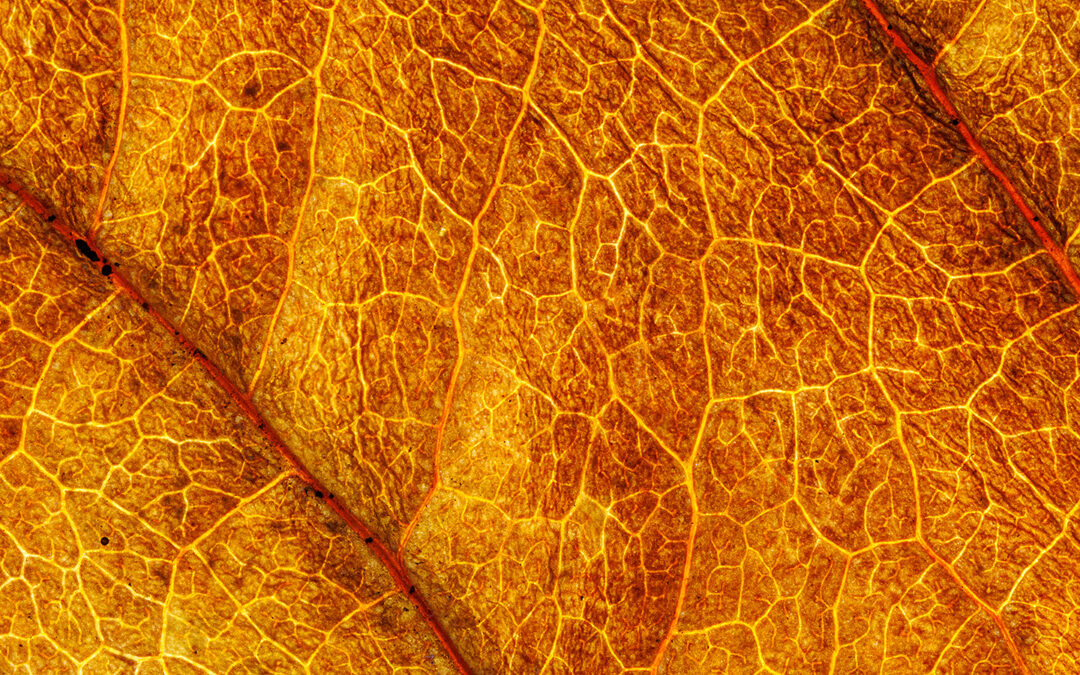 Naturfotografie zu Hause – Blätter