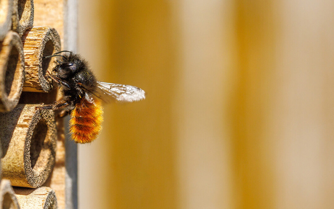Ein Insektenhotel bauen