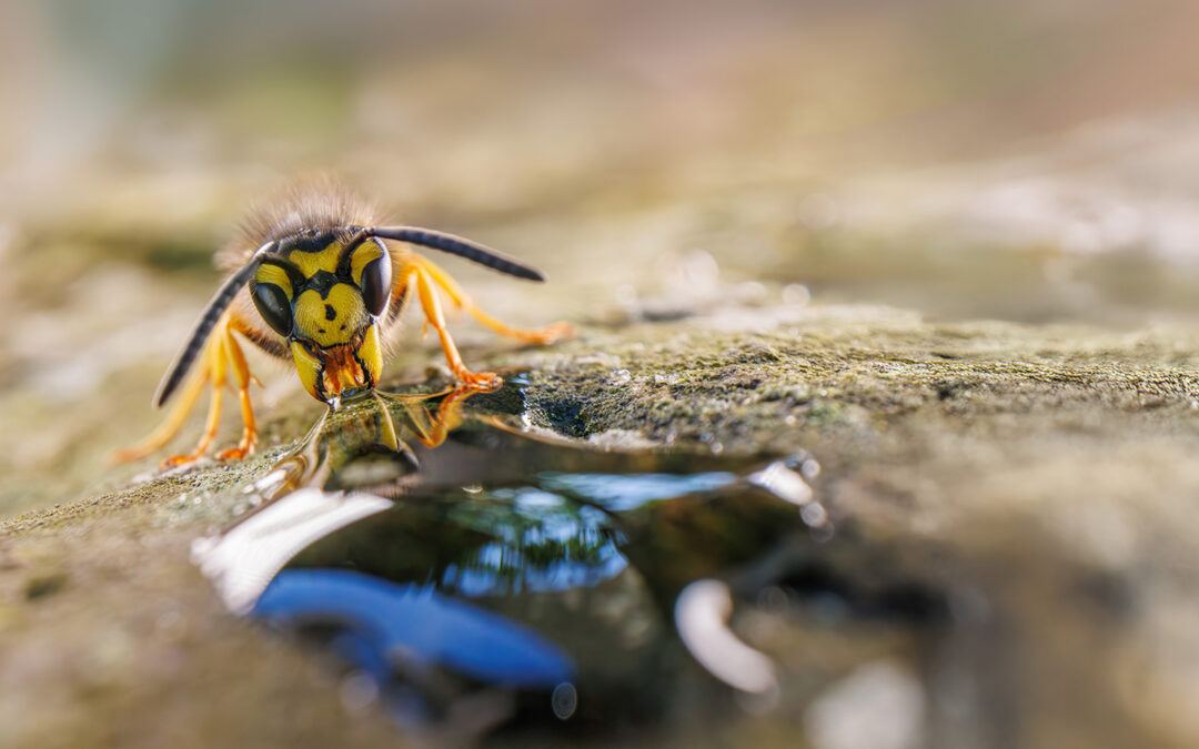 Sonderausgabe Makrofotografie 2025 – Jetzt bestellen