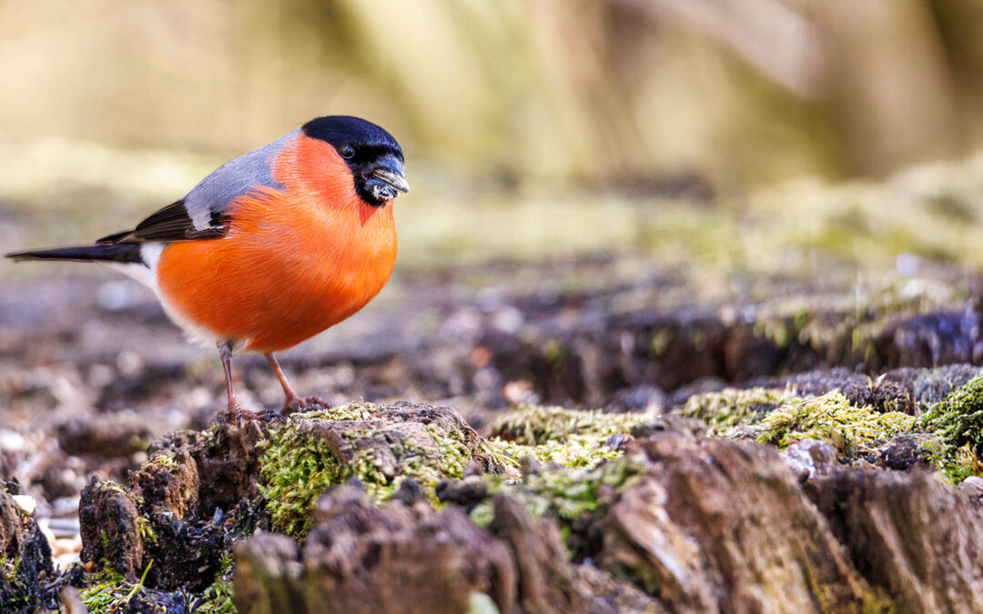 Der Gimpel / Dompfaff – Ein Vogelportrait