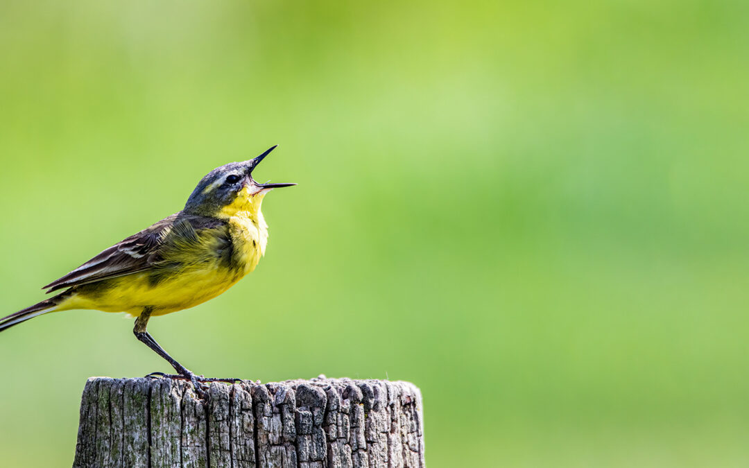 Fotomotive finden im Mai / Juni