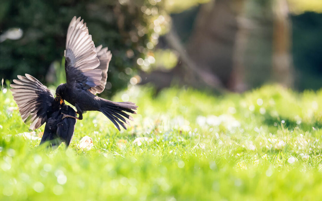 Die Amsel – Ein Vogelportrait