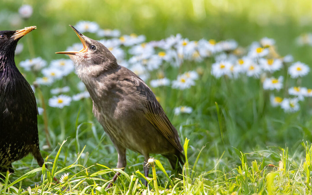 NDR DAS! – Sendung 15.04.25 – Unter Staren