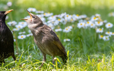 NDR DAS! – Sendung 15.04.25 – Unter Staren