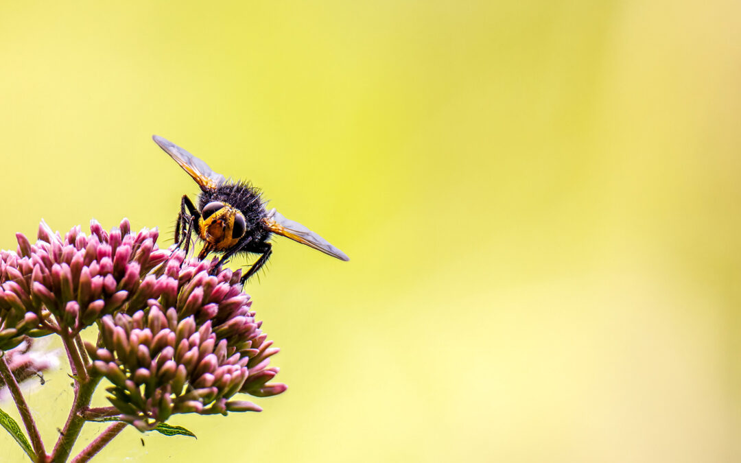 Fotomotive finden im Juli